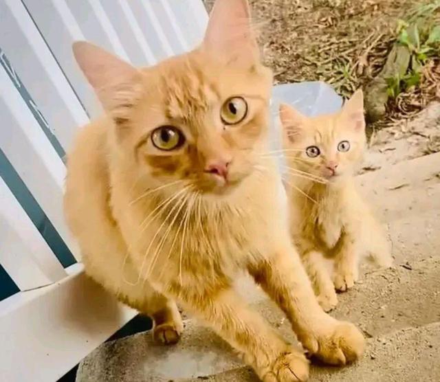 流浪猫妈带娃挨家挨户讨食物，两只小猫很健康，猫妈却饿坏身体