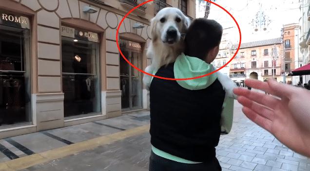 网友带金毛出来逛街,结果中了狗子的“计”,主人:太难了 网友带金毛出来逛街,结果中了狗子的“计”,主人:太难了