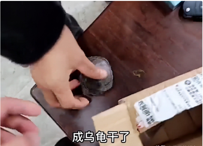 男子网购两只乌龟，收到时冻成“乌龟干”，网友：别浪费，炖汤喝