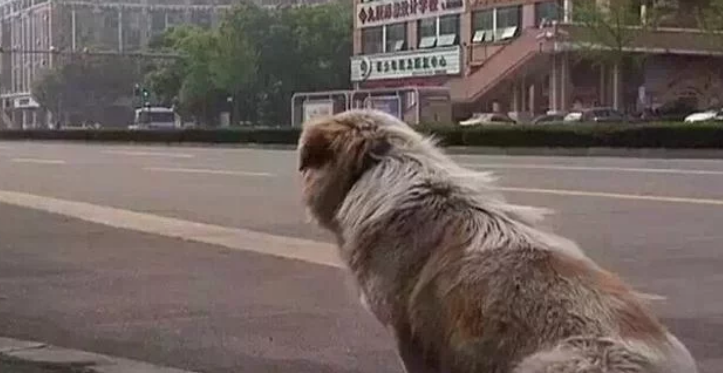 狗狗被弃车站,7天半步不离等主人,主人得知后哭着接回家