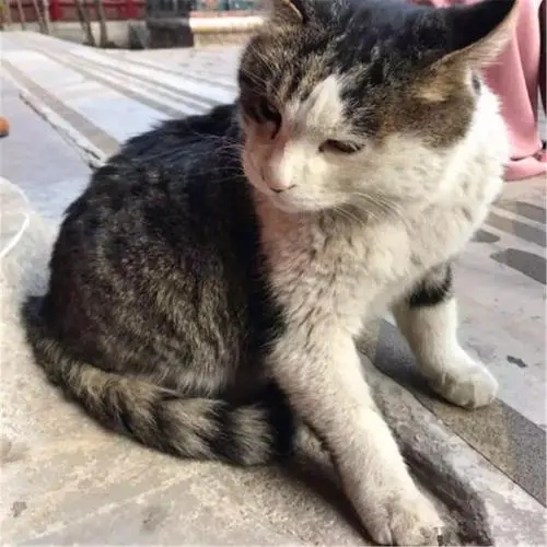 17岁老猫与主人重逢，苦苦流浪十二载，多亏主人没换号，缘分不浅