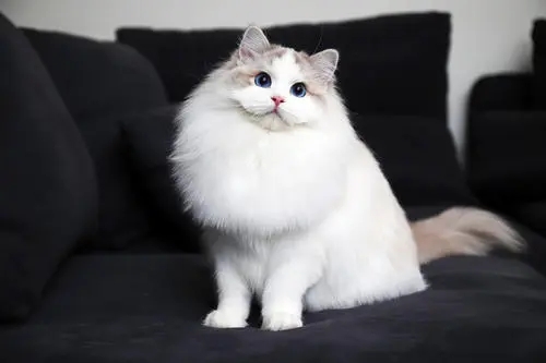 铲屎官去同事家撸猫，刚打开门就傻了：这哪里是养猫，是养钱吧！