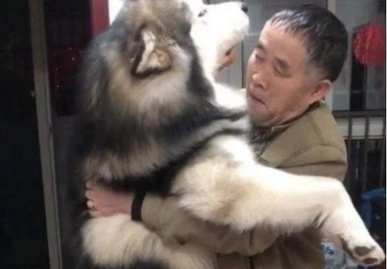 160斤大狗被主人骂哭,直接找“上级”告状,谁还没有靠山了