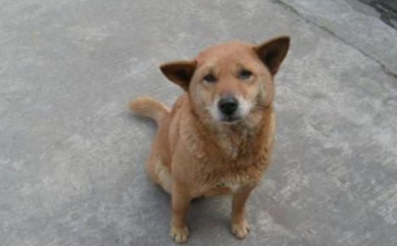 流浪狗被捡回家两天得知不是名犬，狠心再次丢在街上，再见面痛哭