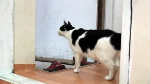 不知主人已离世,猫咪拒绝进食,每天守在门口等主人回家 不知主人已离世,猫咪拒绝进食,每天守在门口等主人回家