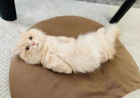 萌猫睡姿百百种,这画面让人真想埋进去深吸一口气啊! 萌猫睡姿百百种,这画面让人真想埋进去深吸一口气啊!