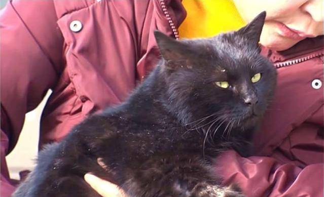 流浪猫与宠物狗“争宠”，不仅有幸被主人收养，还很受主人的宠爱