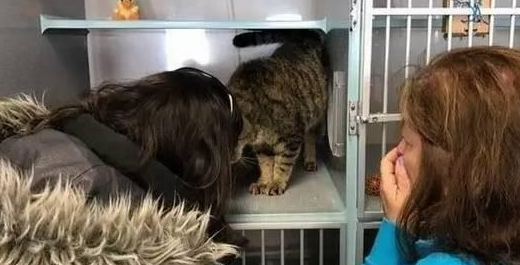 小猫走失10个月后被找到,宠主和猫咪相见时留下了激动的眼泪 小猫走失10个月后被找到,宠主和猫咪相见时留下了激动的眼泪