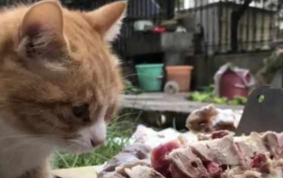 小伙在院子做菜,流浪猫突然闯入令人笑翻!猫:富贵险中来! 小伙在院子做菜,流浪猫突然闯入令人笑翻!猫:富贵险中来!