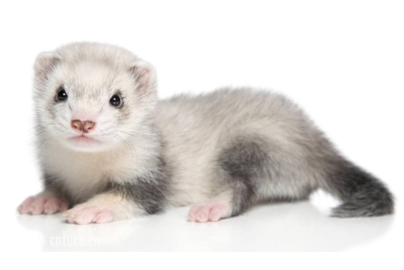 亚欧水貂吃什么,亚欧水貂灭绝了吗,亚欧水貂生活在哪里