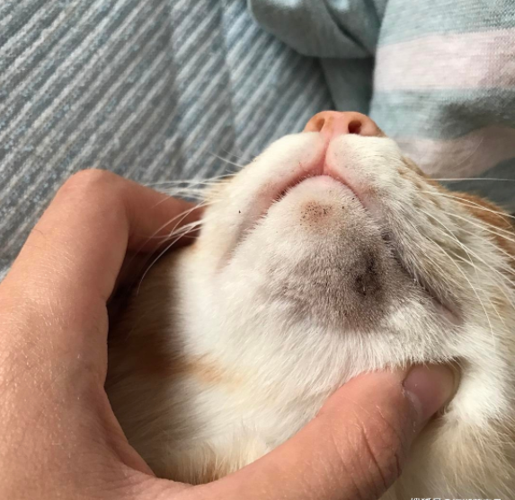 猫咪生病了怎么办？这几种疾病在家治疗比去宠物医院靠谱