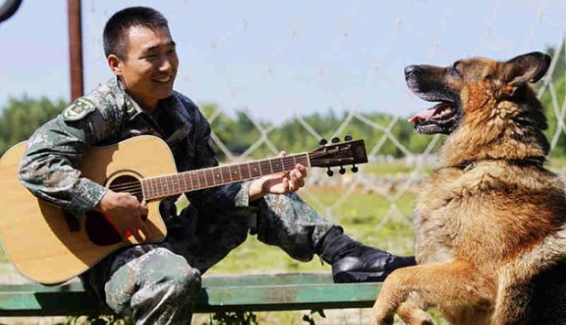 军犬半生都献给军队,退役后却待遇凄凉,唯有我国做法被各国点赞 军犬半生都献给军队,退役后却待遇凄凉,唯有我国做法被各国点赞
