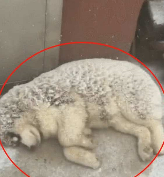 下雪天路遇两只阿拉，俩狗子雪地里“吹空调”，狗：我就凉快凉快