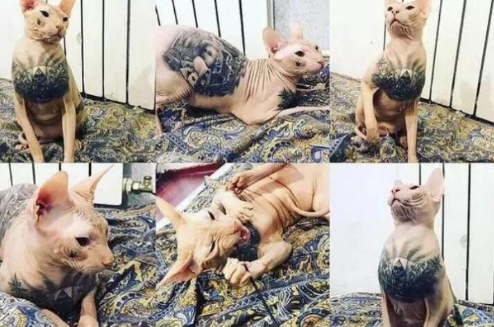 残忍至极!给猪纹身后,剥下猪皮卖100万,给猫纹身,猫跳车逃命 残忍至极!给猪纹身后,剥下猪皮卖100万,给猫纹身,猫跳车逃命