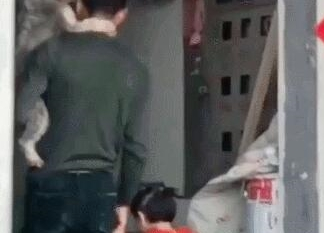 男子肩上背着宠物狗狗，手上却牵着女儿，网友：不理解但莫名暖心