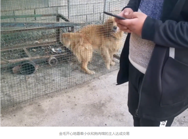 被卖到狗肉馆,还被狗贩子卖血的金毛,被小伙花2500救下后,重获新生满眼感激 被卖到狗肉馆,还被狗贩子卖血的金毛,被小伙花2500救下后,重获新生满眼感激
