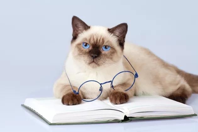 这一幕几乎让猫主人心脏病发作，猫咪的晚餐被没收了