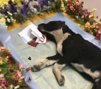 狗狗死了眼睛没闭 | 狗狗死的时候变得皮包骨,眼睛也没闭上！