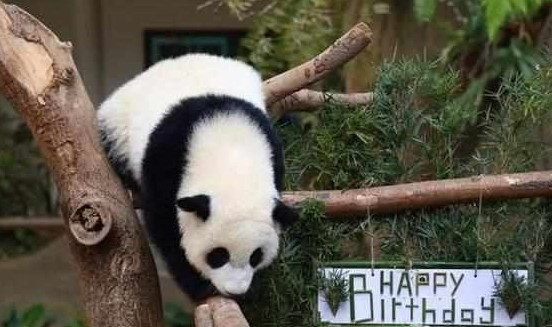 大熊猫暖妹喜度生日,享受饲养员特制蛋糕,被奶爸细心照料长大! 大熊猫暖妹喜度生日,享受饲养员特制蛋糕,被奶爸细心照料长大!