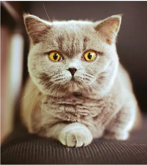女子养了一只英国短毛猫,她打算给它一个完整的猫生,让它拥有自己的孩子时,这时发生了一件事,女子痛哭。 女子养了一只英国短毛猫,她打算给它一个完整的猫生,让它拥有自己的孩子时,这时发生了一件事,女子痛哭。