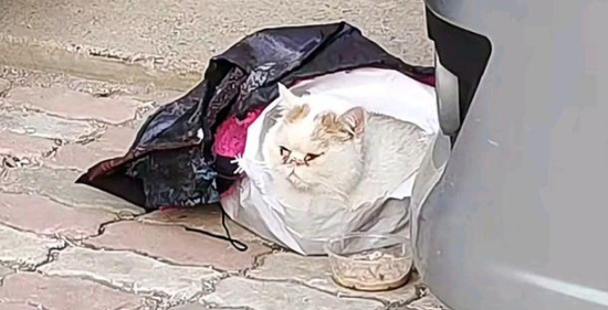 名贵加菲猫，蹲在路边“等死”，这么贵的猫说扔就扔，家里有矿？