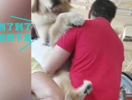 快一百斤大金毛怕坐电梯,要小哥抱抱才敢上:你说你丢不丢狗? 快一百斤大金毛怕坐电梯,要小哥抱抱才敢上:你说你丢不丢狗?