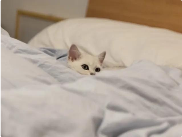 人去世后为何不能让猫靠近尸体,这不是迷信,背后有科学依据