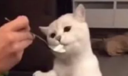 主人请猫咪吃冰淇淋，下一秒它就张开手臂做飞行状：好吃到飞起