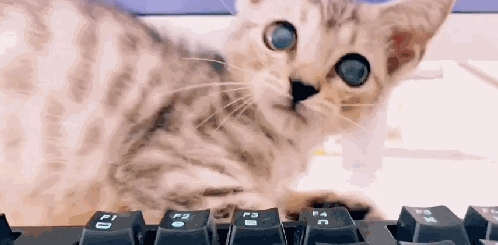 公司养猫,员工洗完手放在猫怀里暖,猫:我为公司付出了太多… 公司养猫,员工洗完手放在猫怀里暖,猫:我为公司付出了太多…