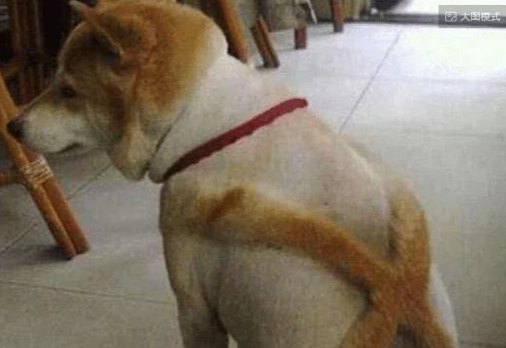 主人给猫剃了个精光，猫没反应过来还像以前舔毛，结果一舌头下去