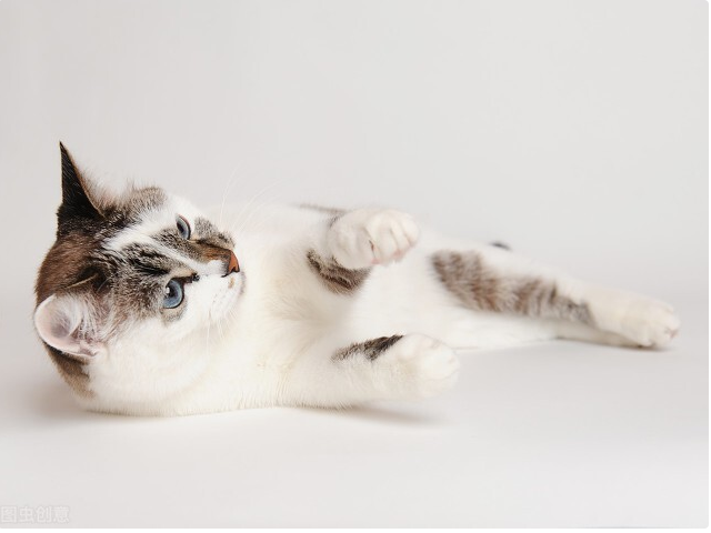 人去世后为何不能让猫靠近尸体，这不是迷信，背后有科学依据