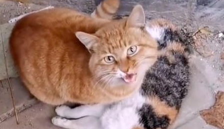 猫咪同伴身亡,不舍离开哀嚎求助:好心的人们,救救它吧! 猫咪同伴身亡,不舍离开哀嚎求助:好心的人们,救救它吧!