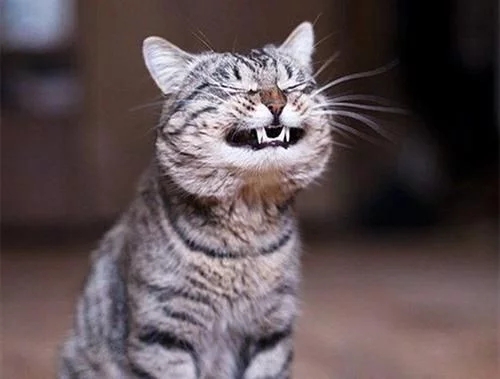 猫妈妈不让主人碰小猫,它给主人看了一眼后,放到了主人床上 猫妈妈不让主人碰小猫,它给主人看了一眼后,放到了主人床上