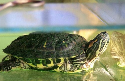 婆婆把宠物龟做成了大补汤，儿媳一气之下离家出走