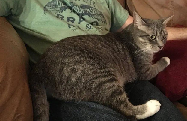 中国的家猫在国外多少钱 | 58心宠趣说猫历史|我大中华狸花猫海外售价800美金