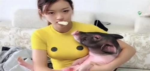 一头猪如果不被吃掉,能活多少年?它可能比狗狗还聪明! 一头猪如果不被吃掉,能活多少年?它可能比狗狗还聪明!