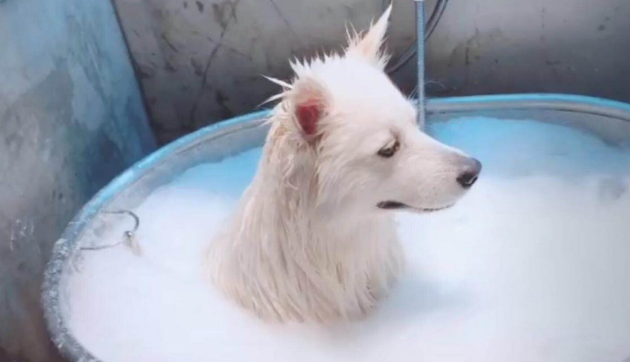 萨摩耶洗澡,主人:金箍戴上之后你再也不是个"凡人"