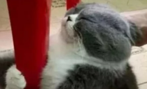 准备好热水帮猫咪洗澡，来接它时都无奈了谁家猫像你一样