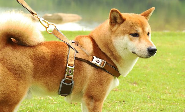 【株洲文明养犬管理·专题】株洲《城市养犬管理条例》实施半年成绩单（之一）