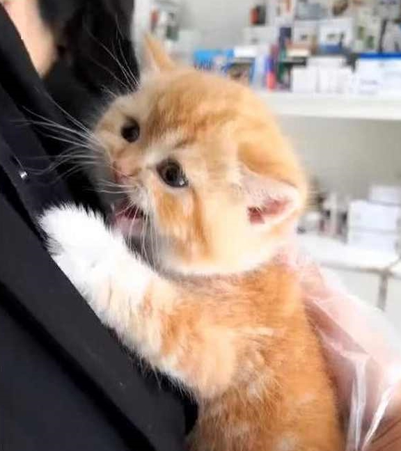 小奶猫被陌生人一把抱起，疯狂挣扎吼叫，奶凶的模样萌翻众人