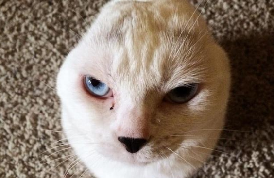 嫌小猫长得丑,随手扔进收容所,工作人员看到猫模样,都呆住了! 嫌小猫长得丑,随手扔进收容所,工作人员看到猫模样,都呆住了!