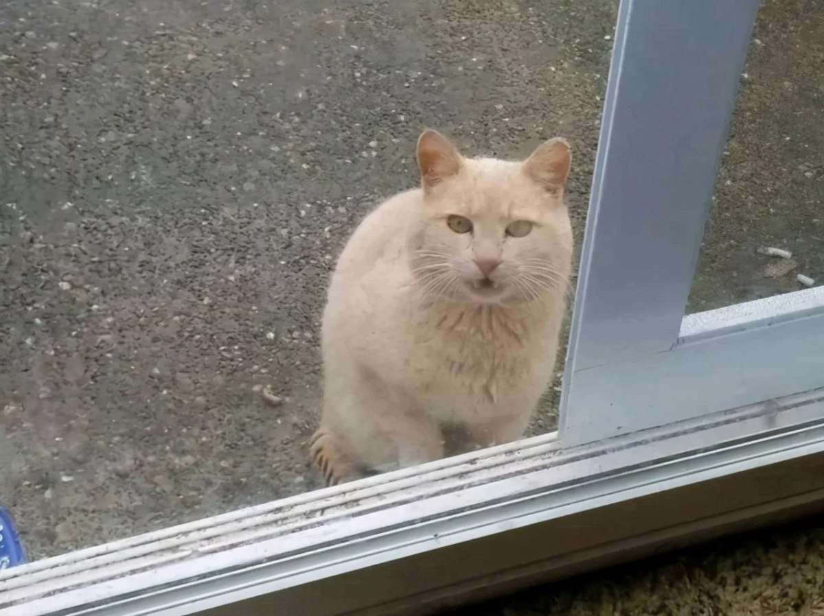 猫咪一直在外面叫唤，被不肯进屋子里，了解原因后觉得心疼喵