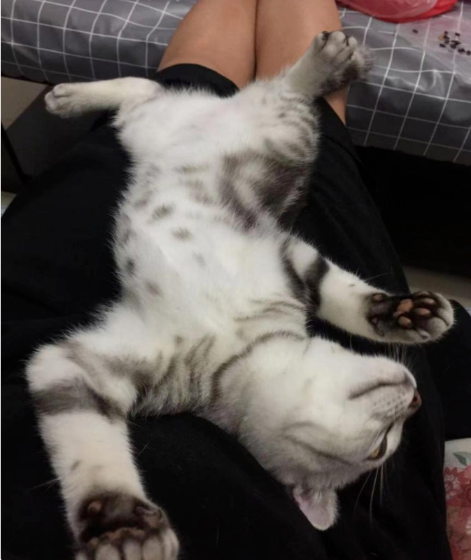 啥家庭条件呀，就能供得起两只猫？