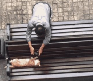 猫躺在椅子上睡觉，大爷环顾四周后掏出手机，接着的画面让人笑喷 