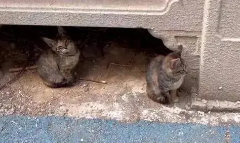 流浪猫把小猫叼到我家 | 流浪猫妈妈叼着刚出生的4只小猫来我家，然后就定居不走了