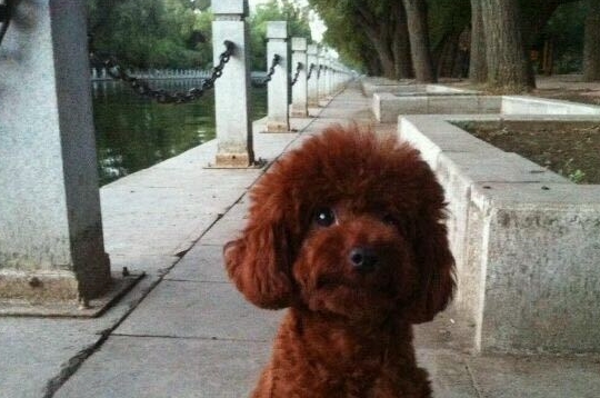 泰迪犬的目光呆滞,原来是想要干坏事了,赶紧将它抱起来 泰迪犬的目光呆滞,原来是想要干坏事了,赶紧将它抱起来