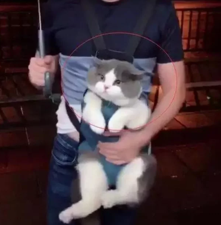 男子背着猫咪出去遛弯，猫咪一脸懵逼的表情