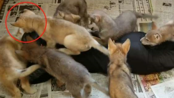 二哈跟狼犬生了8只娃，主人强势吸狗，可以叫“哈士狼”吗？