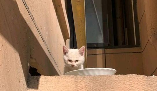 女孩救助小猫却不想养，她让小猫自己坚持住，一周后还是养了！