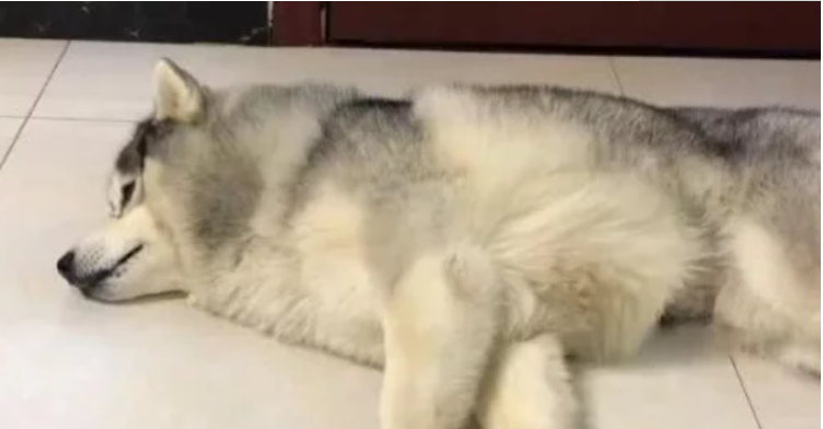女主人打电话说要带二哈去做绝育，接下来狗狗神反应，笑喷了！
